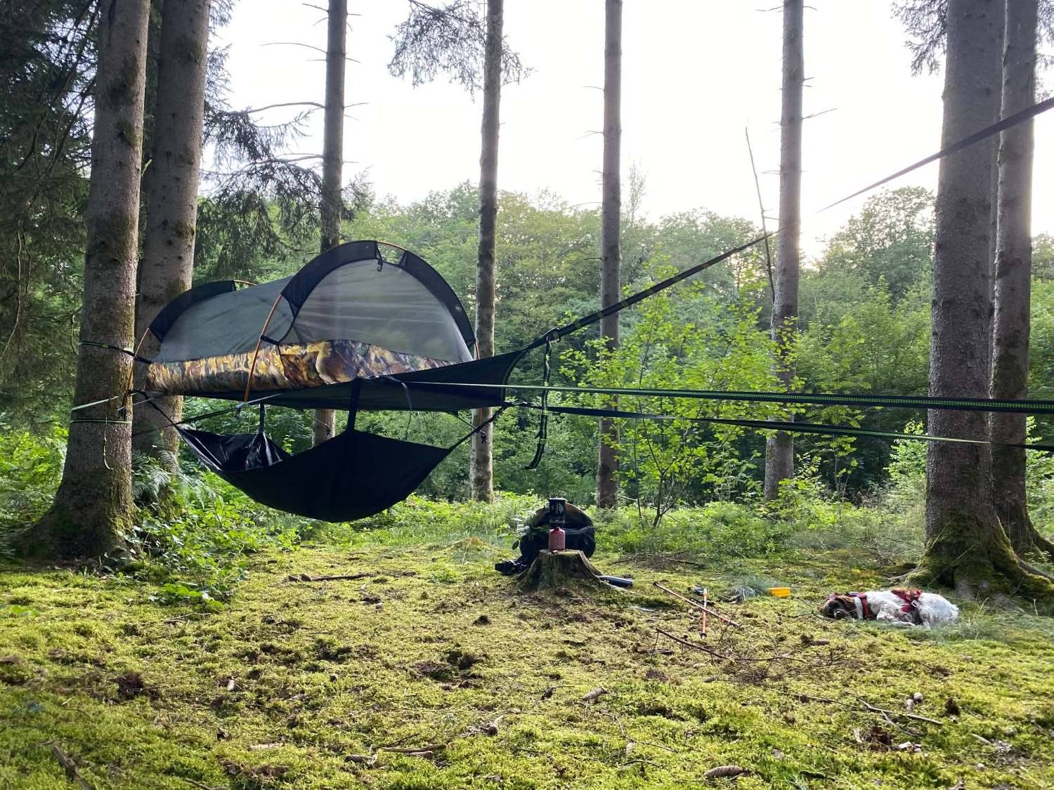 Une tente suspendue entre deux épicéas, en forêt, avec un chien qui dort sur la mousse