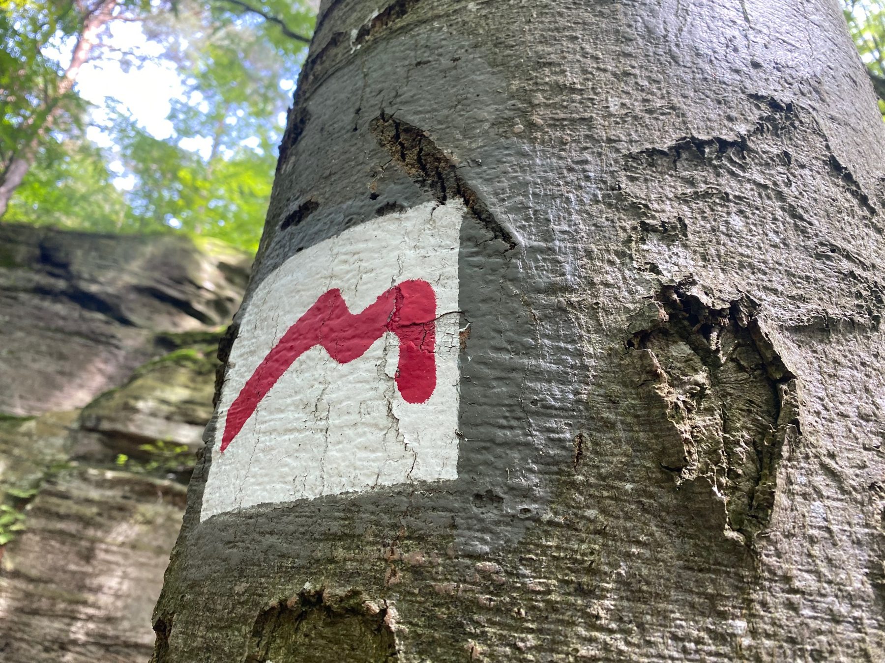 Le balisage du Mullerthal Trail, un M rouge sur fond blanc peint sur un hêtre